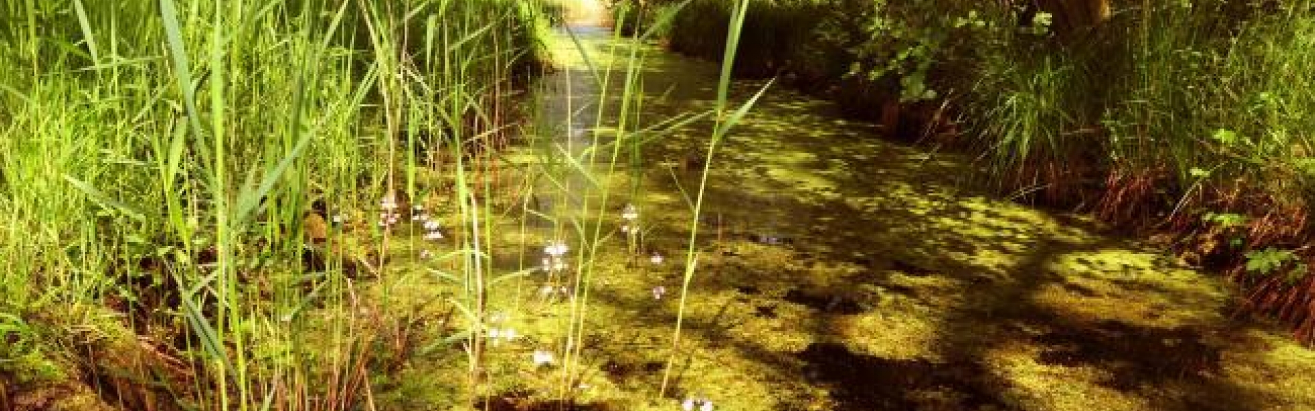 Askham Bog