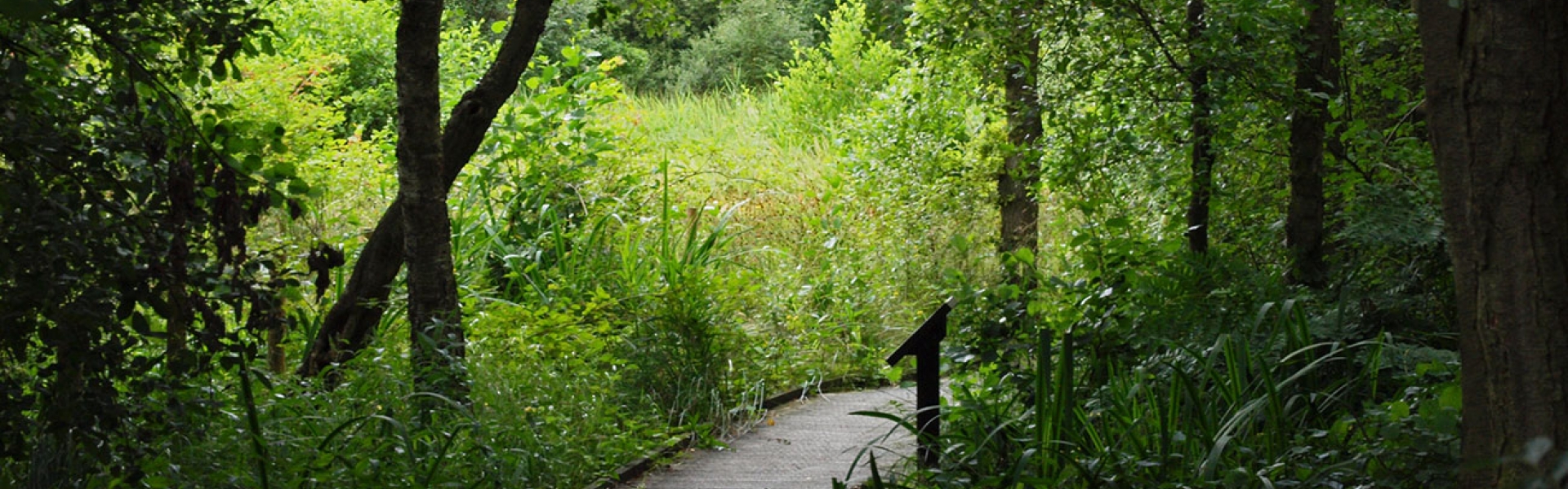 Askham Bog