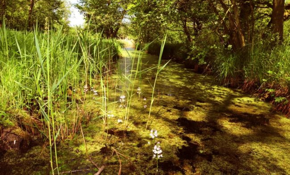 Askham Bog