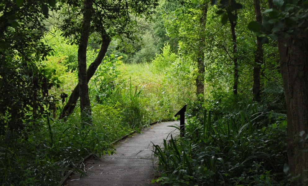 Askham Bog